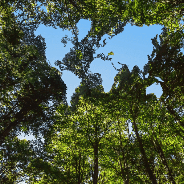 Simple-Not-Easy-opportunities-in-active-net-zero